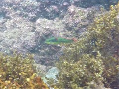 Halichoeres chierchiae