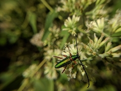 Mionochroma electrinum