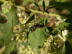 Mionochroma electrinum