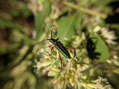 Mionochroma electrinum