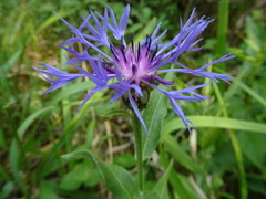 Centaurea semidecurrens