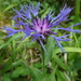 Centaurea semidecurrens - Photo (c) Thomas Koffel, some rights reserved (CC BY), uploaded by Thomas Koffel