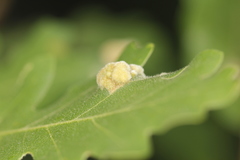 Aceria trichophila