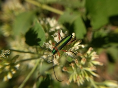 Mionochroma electrinum