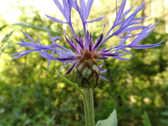 Centaurea semidecurrens