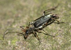 Grammoptera ruficornis