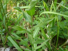 Centaurea semidecurrens