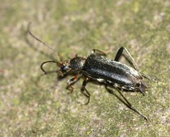 Grammoptera ruficornis