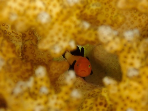 Blackfin coral goby (Paragobiodon lacunicolus) — Gobiidae — 5