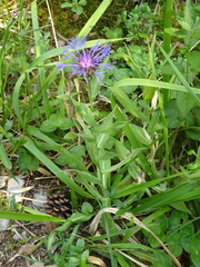 Centaurea semidecurrens