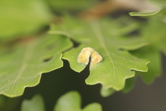 Aceria trichophila