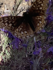Speyeria callippe comstocki