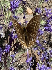 Speyeria callippe comstocki