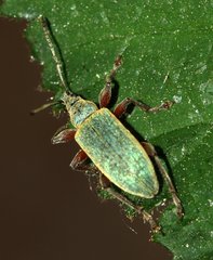 Phyllobius pomaceus