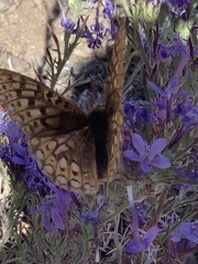 Speyeria callippe comstocki