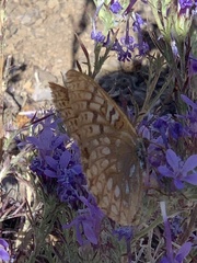 Speyeria callippe comstocki
