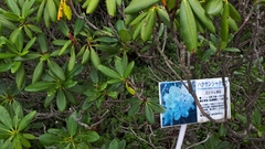 Rhododendron brachycarpum