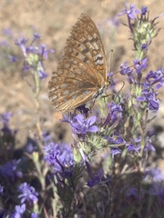 Speyeria callippe comstocki