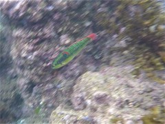 Halichoeres chierchiae