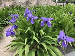 Iris tectorum