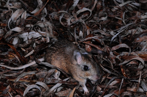 Cape Gerbil