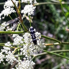 Chlorophorus figuratus