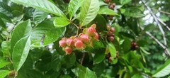 Tetracera
