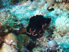 Pseudobiceros hancockanus