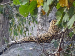 Panthera pardus fusca