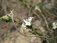 Pimelea phylicoides