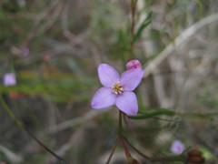 Boronia filifolia