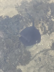 Trygonoptera testacea