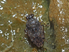 Saldula saltatoria