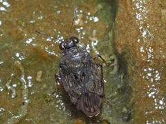 Saldula saltatoria