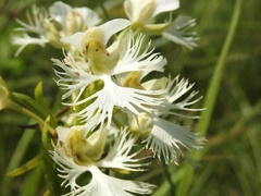 Platanthera praeclara