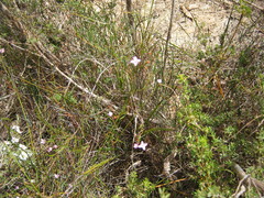 Boronia filifolia