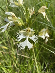 Platanthera praeclara