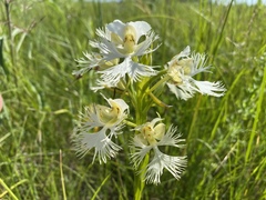 Platanthera praeclara