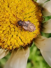 Nithecus jacobaeae