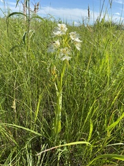 Platanthera praeclara