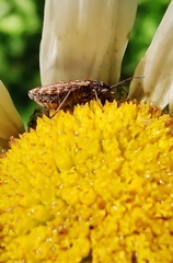 Nithecus jacobaeae