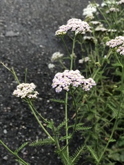 Achillea millefolium