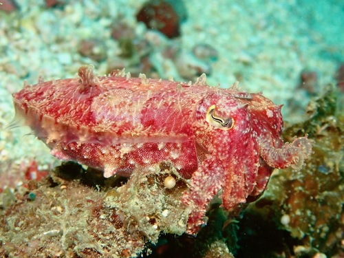 Papuan Cuttlefish