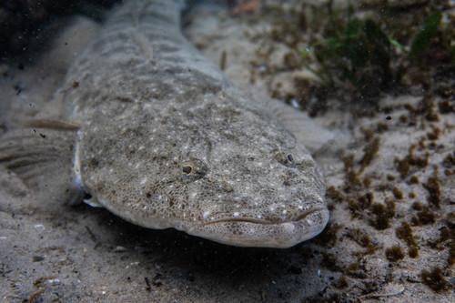 Black flathead (Platycephalus fuscus) — Platycephalidae — 3