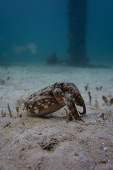 Sepia plangon