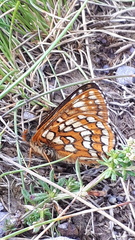 Euphydryas cynthia