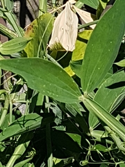 Angiospermae