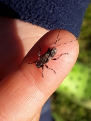 Acanthocinus griseus