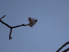 Lannea coromandelica