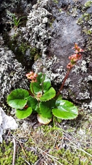 Schizocodon soldanelloides